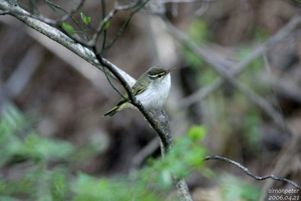 산솔새